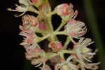 Coastal false asphodel